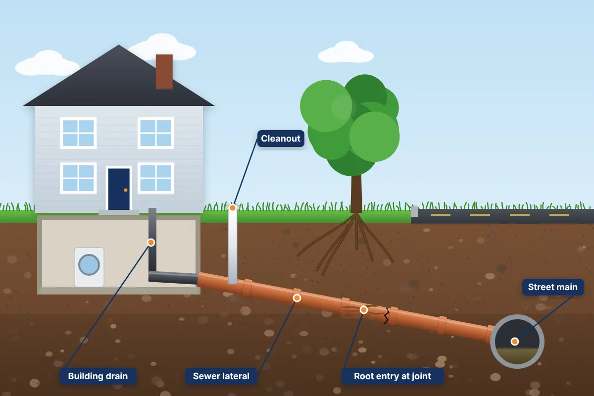 Cutaway illustration of a house sewer lateral running from the basement to the street sewer main, with a cleanout and tree roots at a pipe joint